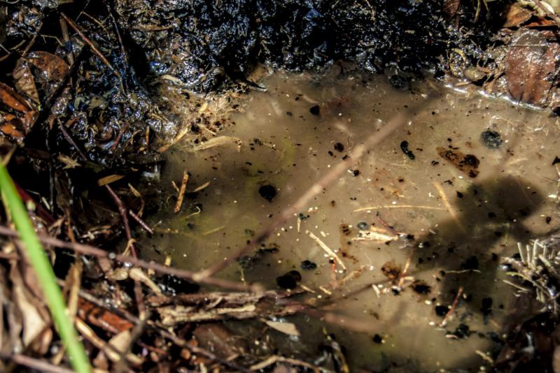 Nahaufnahme des durch Texako kontaminierten Bodens im Amazonasgebiet in Ecuador
