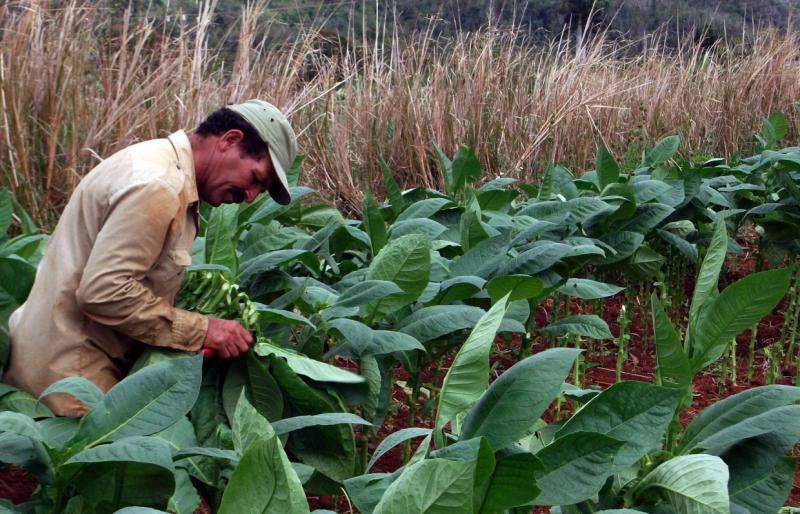Die Bauern in Kuba können ihre Überschüsse ab 2014 frei verkaufen