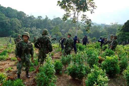 Soldaten zerstören Koka-Anpflanzungen im Gebiet von Catatumbo