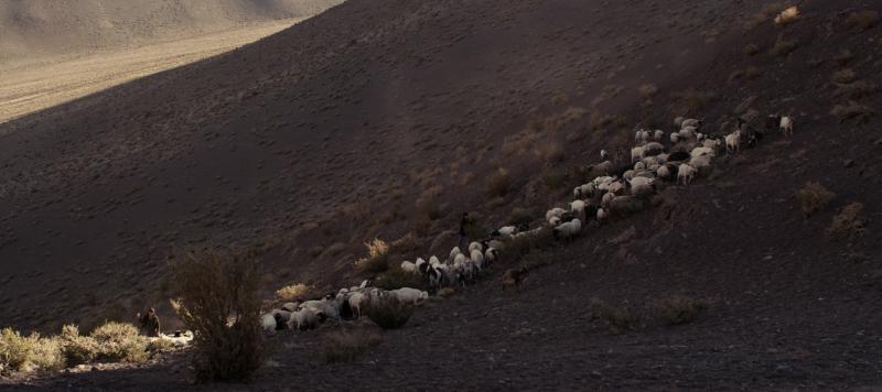 Die Herde, die die Schwestern im chilenischen Altiplano hüten