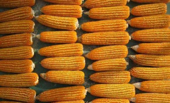 Transgener Mais soll in Kuba höhere Erträge erzielen