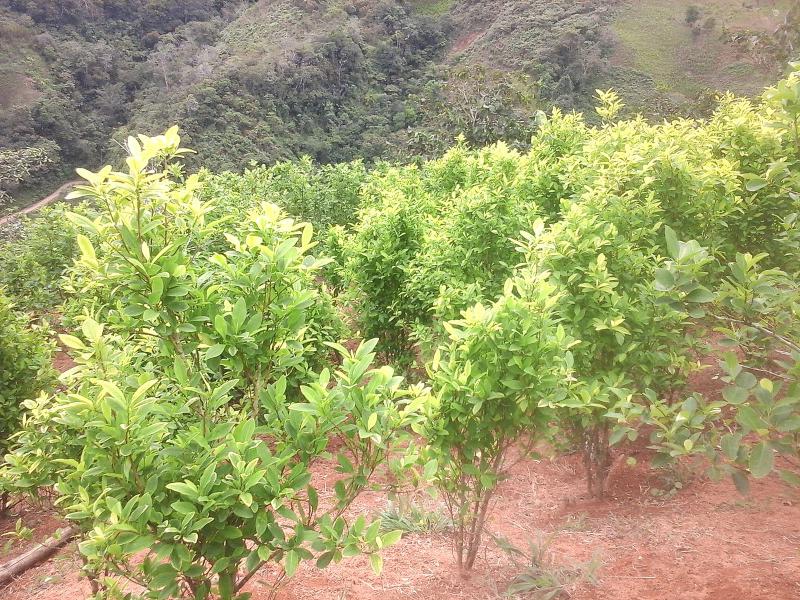 Koka-Anpflanzungen in Südamerika