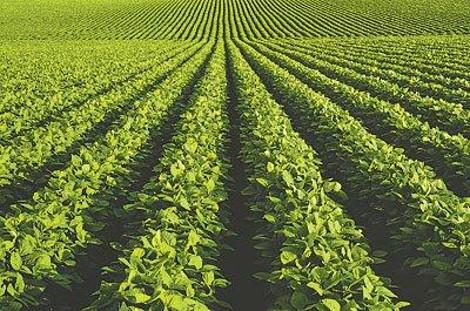 Bereits im Jahr 2012 wurden in Südamerika rund 50 Millionen Hektar transgene Soja angebaut, Tendenz steigend