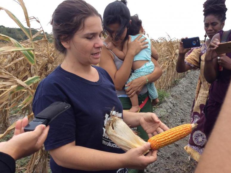 Die landwirtschaftlich-soziale Produktionseinheit Caquetios in Cabudare, Venezuela, baut die heimische Guanape-Maissaat an