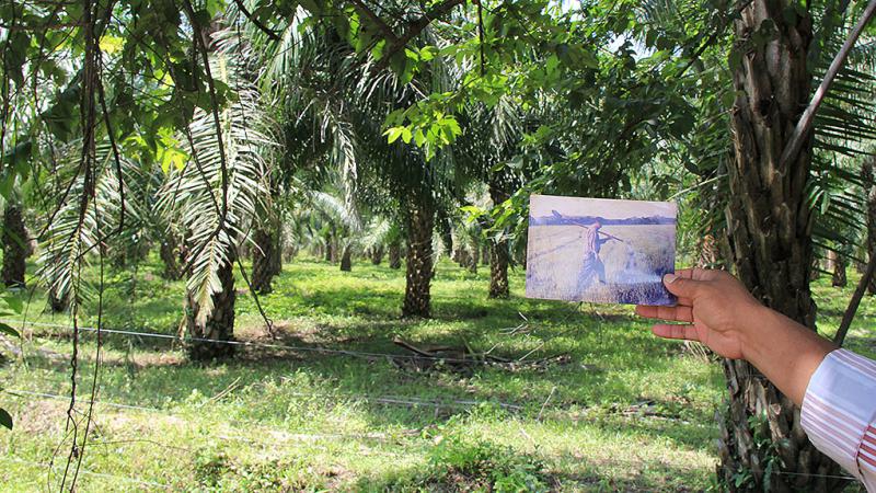In Parzellen wie Santa Fe bauten die Bauern früher Reis an. Nach der Vertreibung durch Paramilitärs wurden ihre Ländereien kommerzialisiert und in Ölpalmenplantagen umgewandelt