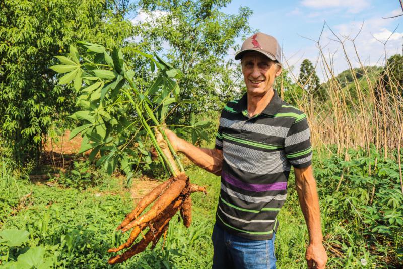 Roque Gandin erntet in seinem Garten Maniok, ein Grundnahrungsmittel in Brasilien.