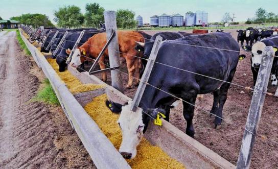 Als "Feedlots" werden die riesigen Freiluftstallungen bezeichnet, in denen unter anderem in Argentinien Rinder gemästet werden