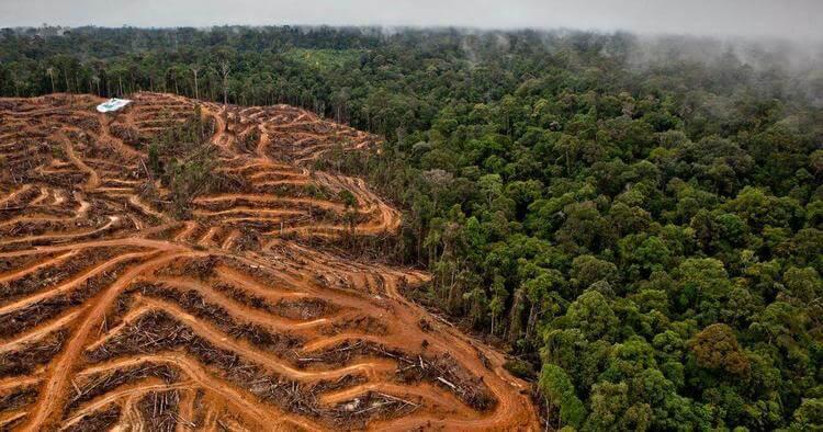 2018 sind in Lateinamerika zwei Millionen Hektar Regenwald abgeholzt worden