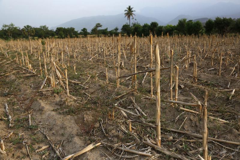 Die Dürre in Mittelamerika bedroht die Ernährungssicherheit