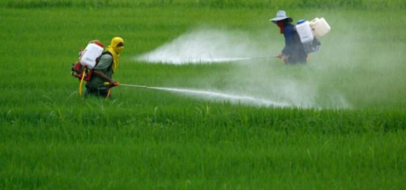 Ende 2019 lehnte Semarnat eine Zulassung des Imports von 1.000 Tonnen Glyphosat ab