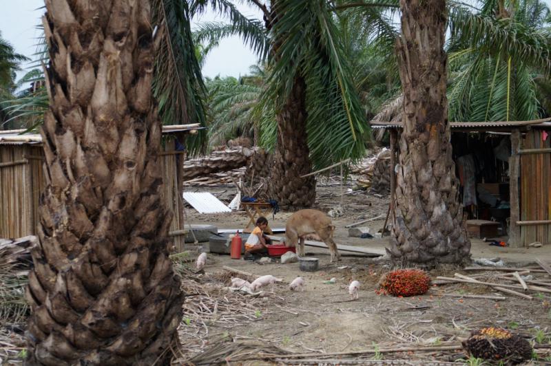 Neben dem Bergbau gefährden auch große Palmöl-Plantagen die Lebensbedingungen der Bevölkerung