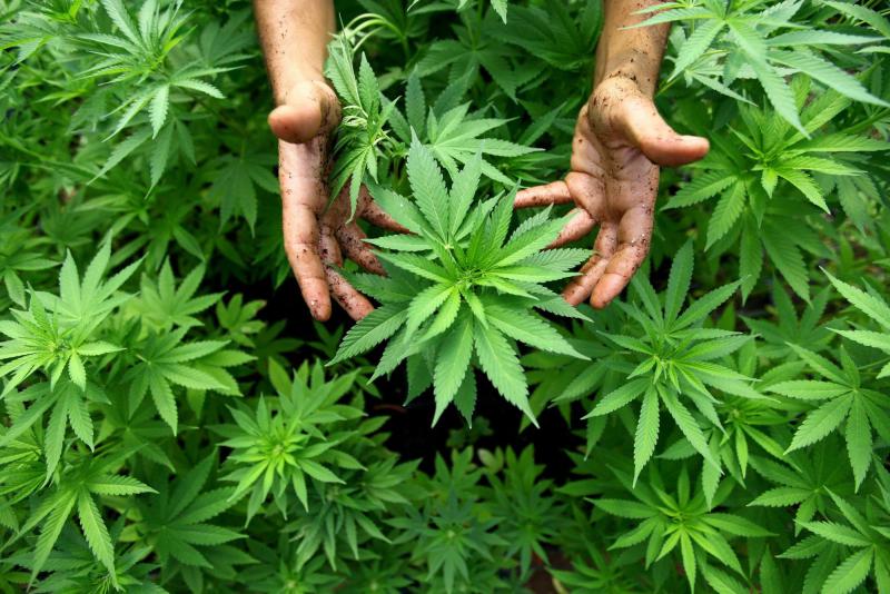 Laut Gesetzentwurf soll privater Marihuana-Konsum sowie der Anbau von bis zu acht Cannabis-Pflanzen möglich sein