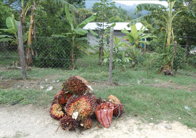 Eine neue Studie analysiert die Situation der Palmölproduktion in Mexiko