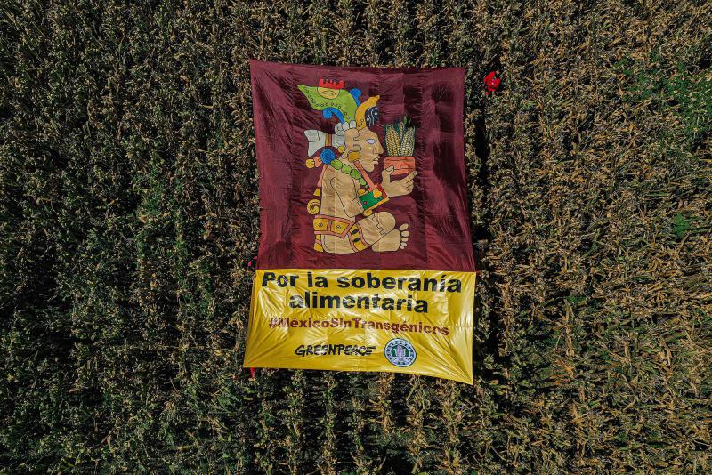 Greenpeace forderte wie andere Umweltorganisationen auch schon lange den Verbot von Genmais und den Einsatz von Glyphosat in Mexiko