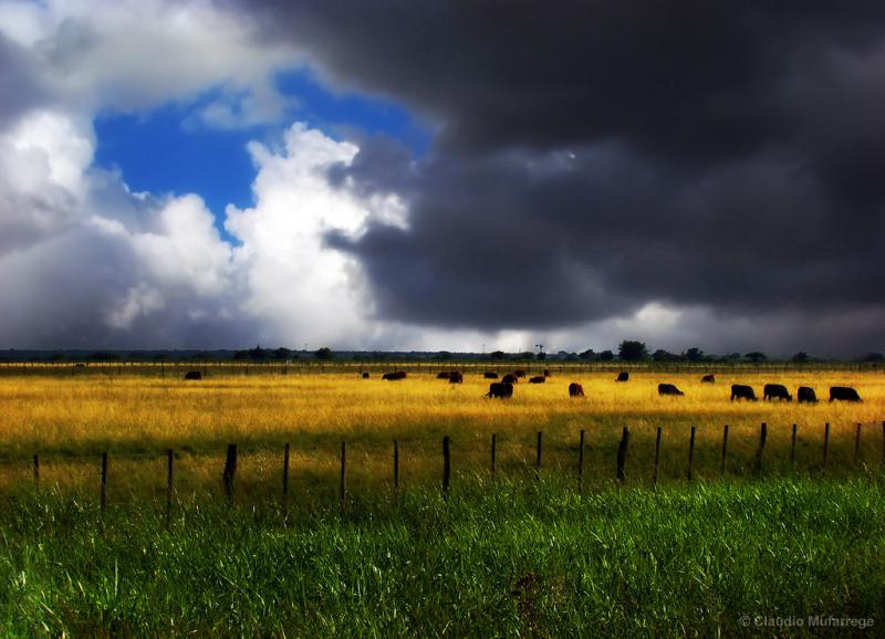 Kurzzeitig ziehen dunkle Wolken über der Exportbranche für Rindfleisch in Argentinien auf