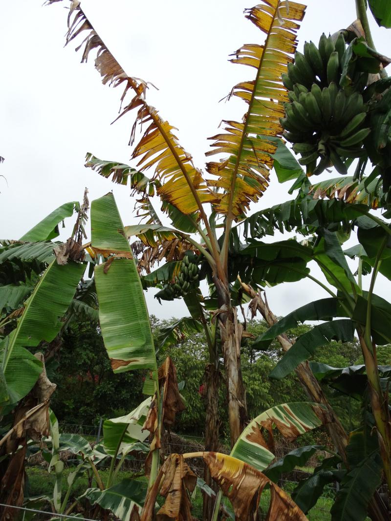 Panama exportiert Bananen in viele Länder der Welt