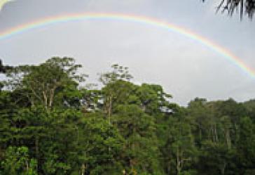 Unberührte Natur: Soll sie der "Entwicklung" weichen? Ein Regenbogen ist über unberührtem Urwald zu sehen.