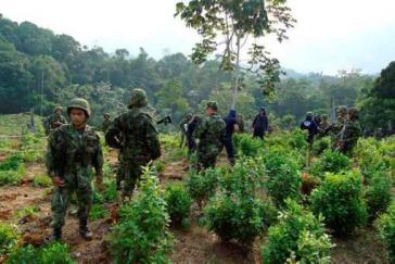 Soldaten zerstören Koka-Anpflanzungen im Gebiet von Catatumbo