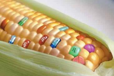 Dürfen gentechnisch verändertes Maissaatgut in Paraguay einsetzen: Monsanto, Syngenta und BASF Dürfen gentechnisch verändertes Maissaatgut in Paraguay einsetzen: Monsanto, Syngenta und BASF