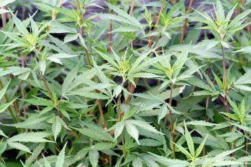 Transgenes Cannabis bald im Massenanbau?