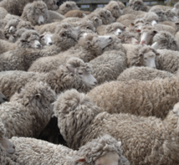 Schafe - Werbebild der Verwaltung der Falklands