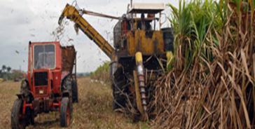 Die Zuckerrohrernte 2014 beträgt in Kuba mehr als 1,6 Millionen Tonnen
