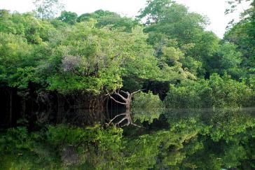 Amazonas-Regenwald bei Manaos im Nordwesten von Brasilien