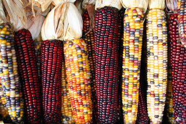 Die Vielfalt mexikanischer Maissorten ist durch den Anbau von Genmais bedroht