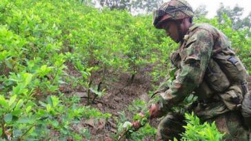 Ein Soldat der kolumbianischen Streitkräfte reißt Koka-Pflanzen aus