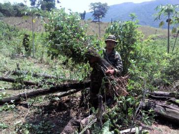 Militär und die Polizei In Bolivien gehen verstärkt gegen illegale Koka-Anpflanzungen vor