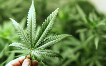 Cannabis soll zukünftig als Öl kostenlos an Patienten abgegeben werden