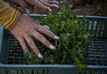 Kuba ergreift Maßnahmen, um die Nutzung von Land und die Lebensmittelproduktion zu verbessern