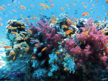 Die Korallenriffe sind ein wichtiger Motor der größten Einnahmequelle der Dominikanischen Republik, der Tourismusindustrie