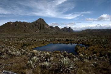 Der Páramo, eine einzigartige Moorlandschaft, existiert nur in Höhenlagen über 3.000 Meter in Kolumbien