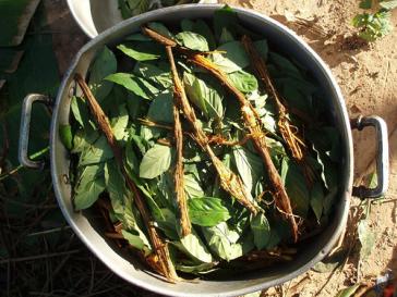 Der Pflanzensud wird aus der Rinde der Liane Banisteriopsis caapi und roten Blättern des Kaffeestrauchgewächses Psychotria viridis hergestellt Der Pflanzensud wird aus der Rinde der Liane Banisteriopsis caapi und roten Blättern des Kaffeestrauchgewächses Psychotria viridis hergestellt