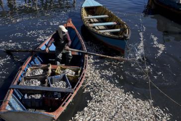 Die Insel Chiloé im Süden von Chile ist erneut von einer Umweltkatastrophe betroffen