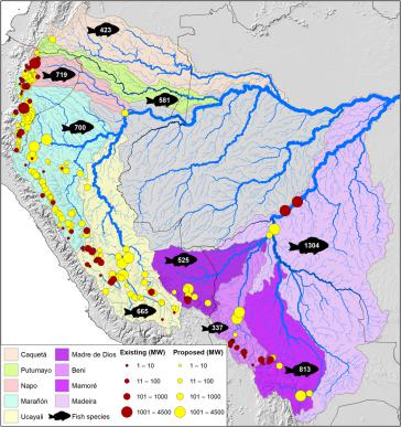 Bereits gebaute oder in Bau befindliche (rot) und geplante Wasserkraftwerke (gelb) in den andin-amazonischen Flussbecken. Die Zahl auf den Fischen markiert den Fischreichtum in jedem Becken