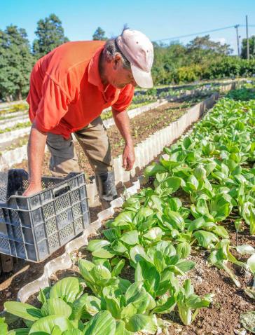 Das Konzept städtischer biologischer Landwirtschaft in Kuba erhielt wegen der vielfältigen positiven Effekte und Erfolge breite internationale Anerkennung