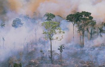 Im Amazonasgebiet in Brasilien wüteten im August 2019 auch heftige Feuer