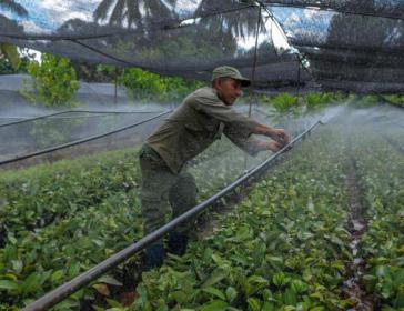 In Kuba sollen künftig gleiche Bedingungen für alle landwirtschaftlichen Produzenten herrschen, um die Produktion von Lebensmitteln anzukurbeln und Importe einzusparen In Kuba sollen künftig gleiche Bedingungen für alle landwirtschaftlichen Produzenten herrschen, um die Produktion von Lebensmitteln anzukurbeln und Importe einzusparen