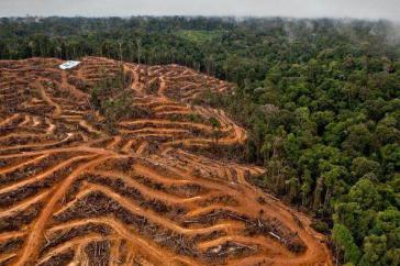 2018 sind in Lateinamerika zwei Millionen Hektar Regenwald abgeholzt worden