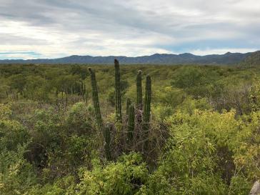 Blick in das Naturschutzgebiet Sierra La Laguna, Mexiko