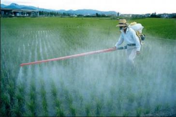 In Mexiko werden massiv hochgiftige Pestizide eingesetzt, die staatliche Kontrolle ist unzureichend