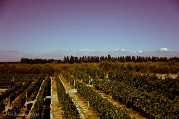 Der Weinbau ist das wichtigste Gut in der Provinz Mendoza am Rande der Anden. Aber nicht nur dessen Wasserversorgung wäre durch den Bergbau begünstigende Gesetze bedroht...
