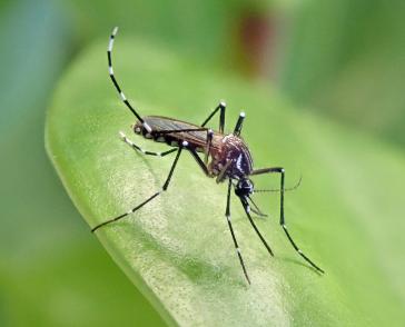 Die Aedes-Stechmücken übertragen das Dengue-Fieber und sorgen für bisher noch weitaus mehr Tote in Lateinamerika als das Coronavirus