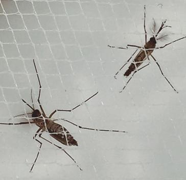 Aedes-Stechmücken übertragen das Denguefieber Aedes-Stechmücken übertragen das Denguefieber