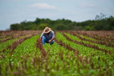 Die Landwirtschaft ist in Kuba einer der zentralen Bereiche, in denen die Produktivität erhöht werden muss