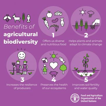Wie will die FAO die Propagierung von Biodiversität und Agrarökologie und eine Kooperation mit der Pestizidindustrie vereinbaren?