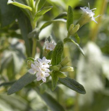 Blühende Stevia rebaudiana