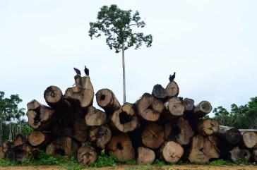 Über die Hälfte des Holzeinschlags entfiel auf den Bundesstaat Mato Grosso